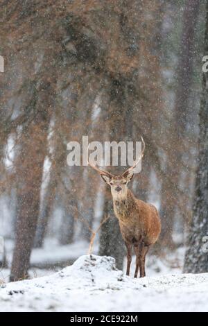 Ein einbunter Rothirsch im Wald bei einem Schneefall. Stockfoto