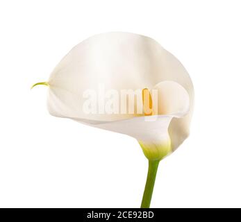 Weiße Calla lily auf weißem Hintergrund Stockfoto