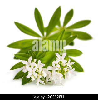 Süße Waldmeister Blumen isoliert auf weißem Hintergrund Stockfoto