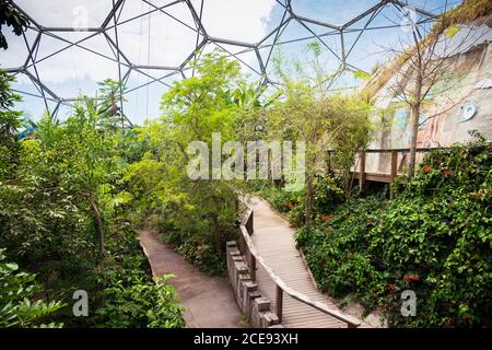 Das Innere des Regenwaldbioms im Eden Project Complex in Cornwall. Stockfoto