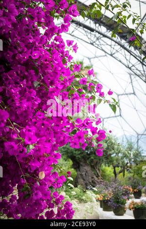 Bougainvillea wächst im Mittelmeer-Biom im Eden-Projektkomplex in Cornwall. Stockfoto