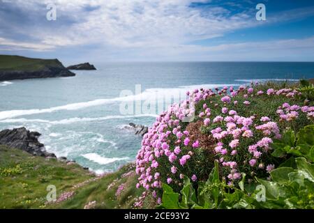 Sea Thrift Armeria maritima wächst an der Küste über Polly Joke Beach in der Nähe von Newquay in Cornwall. Stockfoto