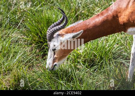 Die Impala ist eine mittelgroße Antilope, die im östlichen und südlichen Afrika gefunden wird. Antilopenportrait. Impala frisst Gras. Stockfoto