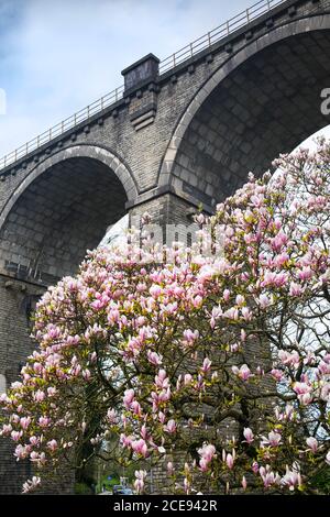 Die verdrehten knorrigen Zweige einer Magnolia soulangeana in voller Blüte mit dem historischen Newquay Trenance Railway Viadukt im Hintergrund in Newquay in Cornwall. Stockfoto