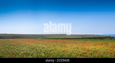 Ein Panoramablick auf den spektakulären Anblick eines Feldes von Mohnblumen Papaver Rhoeas, das im Rahmen des Ackers Fields Project auf Ganze Point West in Newquay in Cornwall wächst. Stockfoto