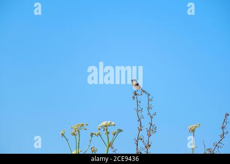 Ein männlicher europäischer Stonechat Saxicola rubicola auf einer Pflanze. Stockfoto