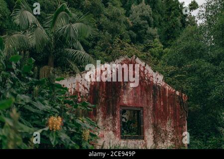 Altes, ruiniertes Steingebäude im Wald mit üppigem Grün Bäume Stockfoto