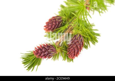 Lärchenzweig mit Zapfen isoliert auf weiß Stockfoto