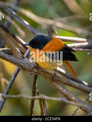 Ein süßer, kleiner Schwarzer und Orange-Fliegenfänger (Ficedula nigrorufa), der auf einem Ast thront. Stockfoto