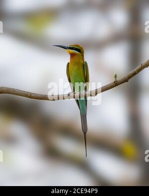 Ein wunderschöner Blauschwanzbienenfresser (Merops philippinus), der auf einem Ast thront. Stockfoto