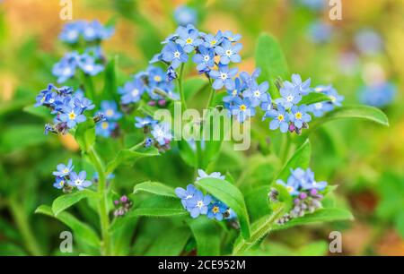 Vergiss mich Nots (Myosotis) Blumen auf einer Wiese Stockfoto