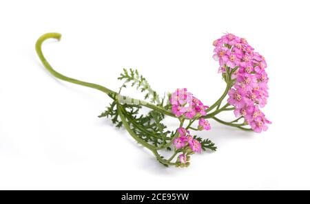 Rosa schafgarbe Blumen auf weißem Hintergrund. Stockfoto