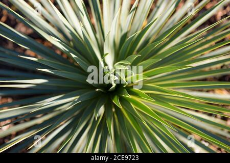 Aufregender Blick auf die grünen sternförmigen Blätter einer mediterranen Aloe Vera Pflanzenart. Stockfoto