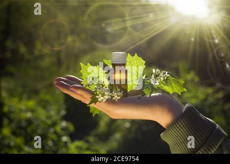 Frische Kräuter - natürliche Heilmittel - Bachblüten Heilmittel. Stockfoto