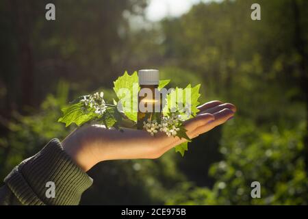 Hand mit Aromaöl in der Flasche. Bachblütenessenz und blühende Brennnessel. Stockfoto