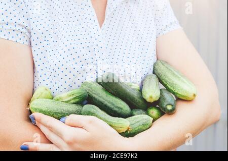 Bio frisch geerntetes Gemüse. Bauern Hände halten frische Gurken im Garten Stockfoto