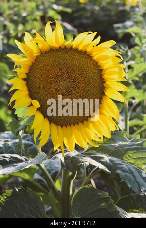 Sonnenblumen im Feld Stockfoto