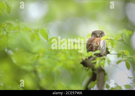 Alarm eurasische Zwergeule Blick in die Kamera im Sommerwald Mit Kopierbereich Stockfoto