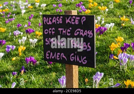 Nahaufnahme von Bitte halten Sie das Gras Zeichen ab, um Krokusse im Frühjahr zu schützen. Stockfoto