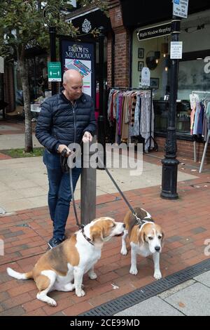 Sevenoaks, Kent, Großbritannien. August 2020. Ein Mann wartet mit zwei Beagles n Sevenoaks, Kent. Das Wetter verbesserte sich leicht vom nassen Wochenende mit sonnigem und bewölktem Himmel und einem hoch von 16C. Kredit: Keith Larby/Alamy Live Nachrichten Stockfoto