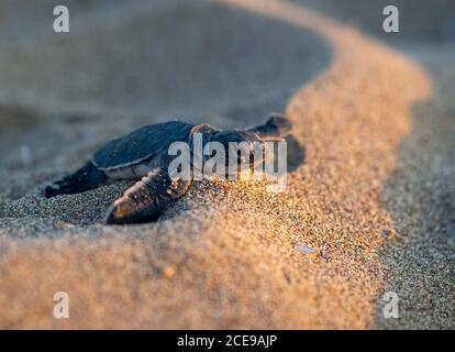 Eine kleine Schildkröte, die gerade geschlüpft ist und sich in Richtung Meer am Lara Beach, Zypern, bewegt Stockfoto