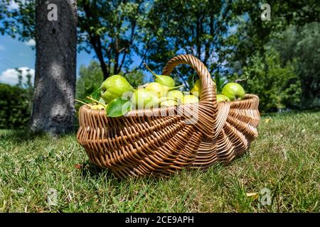 Viele reife saftige leckere Birne in handgefertigten Weidenkorb auf dem Boden grünen Rasen im Garten Obstgarten Obstgarten am hellen Herbst sonnigen Tag. Bio-Öko Stockfoto