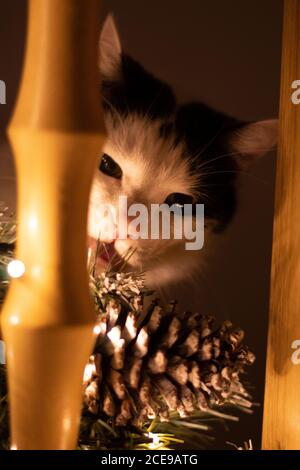 Vertikale Aufnahme einer Katze Stockfoto