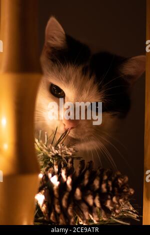 Vertikale Aufnahme einer Katze Stockfoto