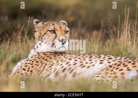 Nahaufnahme Gepard (Acinonyx jubatus) isoliert im Freien liegend in langen Gras, West Midland Safari Park, Großbritannien. Stockfoto