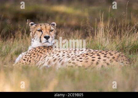 Nahaufnahme Gepard (Acinonyx jubatus) isoliert im Freien liegend in langen Gras, West Midland Safari Park, Großbritannien. Stockfoto