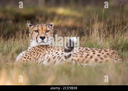 Nahaufnahme von Gepard (Acinonyx jubatus) isoliert im Freien liegend in langen Gras, West Midland Safari Park, Großbritannien. Stockfoto