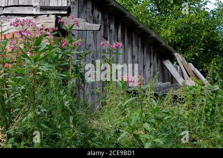 Im überwucherten Garten kann man ein heruntergekommenes Sommerhaus hinter Gras und Blumen sehen. Stockfoto