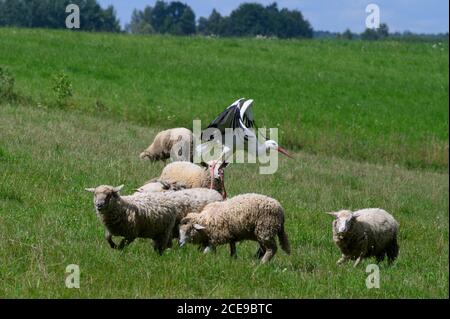 Storch auf einem Spaziergang mit Schafen Stockfoto