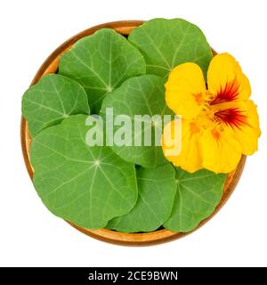 Garten Kapuzinerkresse, abgerundete Blätter und leuchtend gelbe Blume in einer Holzschale. Tropaeolum majus, auch nasturtianisch, Nose-Twister oder Nose-tweaker. Stockfoto