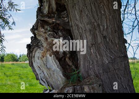 Ein Weidenbaum mit abgerissenen Ast. Der Zweig fehlt offenbar schon seit langer Zeit. Stockfoto