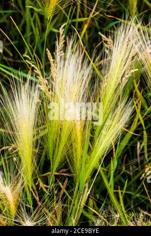 Wilde Gräser wachsen auf zentralen Colorado Ranch; USA Stockfoto