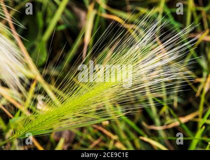 Wilde Gräser wachsen auf zentralen Colorado Ranch; USA Stockfoto