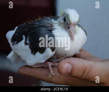 Babytaube in einer Hand. Sie sitzt entspannt und ohne schüchtern zu sein. Stockfoto