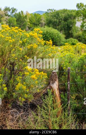 Asteraceae; Sonnenblumenfamilie; Dusty Maiden; gegen Stacheldrahtzaun & Holzzaunpfosten; Ranch in Zentral-Colorado; USA Stockfoto