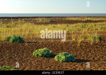 Seekale wächst an der Shingle Street, einer einzigartigen Strandformation in Suffolk, Großbritannien Stockfoto