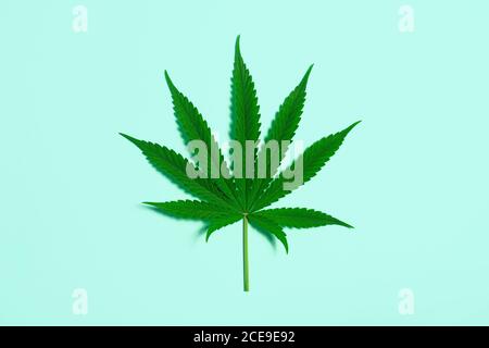 Einzelnes Marihuana oder Hanfblatt isoliert auf Minimal Pale Türkis Hintergrund mit Kopierbereich Stockfoto