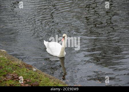 Schwan im Wasser Stockfoto