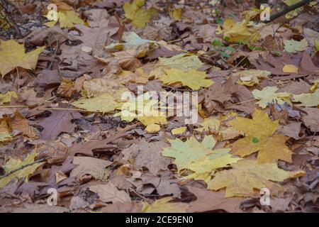 Blätter im Herbst Stockfoto