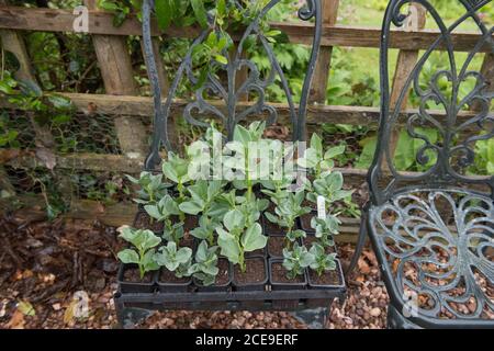 Schwarzes Kunststofftablett mit frisch bewässerten, selbst angebauten Bio-Bohnenpflanzen (Vicia faba) auf einer Zuteilung in einem Gemüsegarten in Rural Devon, England, Stockfoto