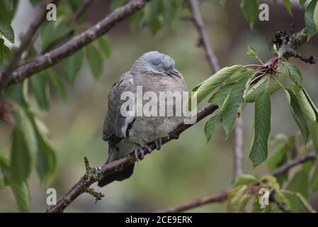 Jungtaube (Columba palumbus) Schlafen auf Zweig von Cherry Tree in Großbritannien Stockfoto