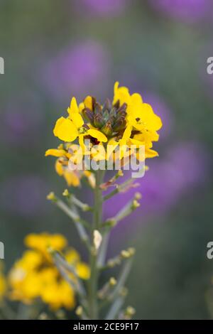 Wandblume (Erysimum cheiri) in voller Blüte Stockfoto