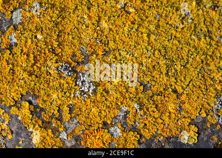 Nahaufnahme der Flechten Xanthoria calcicola auf Basalt, gemischt mit mehreren anderen Flechten Stockfoto