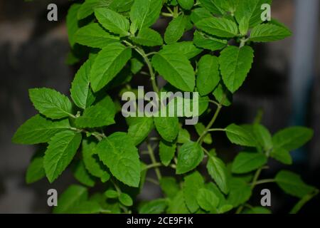 Tulsi oder Ocimum sanctum, auch als heiliger Basilikum bekannt, ist ein Heilkraut im Ayurveda verwendet, eine Form der alternativen Medizin, die ihren Ursprung in Indien Stockfoto