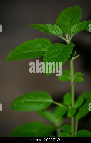 Tulsi oder Ocimum sanctum, auch als heiliger Basilikum bekannt, ist ein Heilkraut im Ayurveda verwendet, eine Form der alternativen Medizin, die ihren Ursprung in Indien Stockfoto