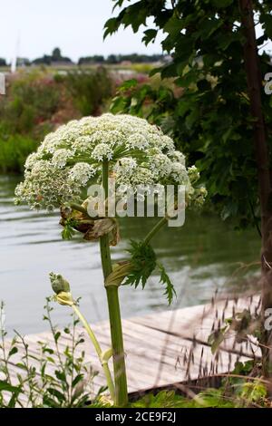 Riesenkraut (Heracleum mantegazzianum), blühende Dolde Stockfoto